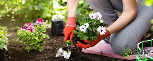 庭院土壤状况的选择是怎样(如何改善庭院土壤)