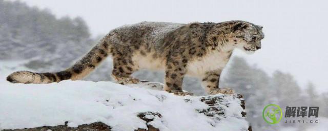 雪豹为什么生活在几千米高的山上