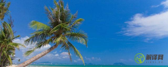 为什么椰子树生长在海边(椰子树在海边吗)