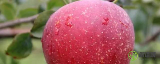 红富士苹果树施肥(春季红富士苹果树施什么肥好)