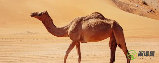 骆驼为什么被称为沙漠之洲(骆驼又称沙漠)