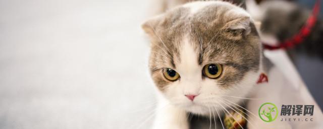 小猫每天吃多少猫粮(小猫每天吃多少猫粮?)