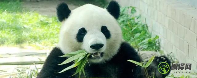 熊猫只吃竹子吗吃不吃肉(熊猫吃竹子也吃肉吗)