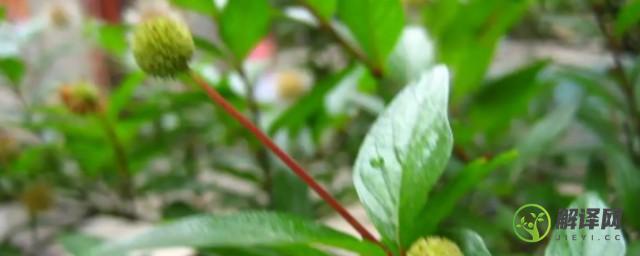 水杨梅的养殖方法和注意事项(水杨梅的种植方法)