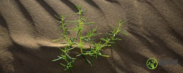 戈壁滩上生长的植物有哪些(戈壁滩上有植物吗)