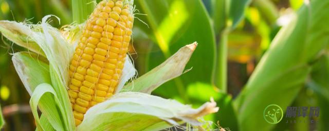 玉米为什么被称为饲料之王(为什么玉米是最主要的能量饲料)