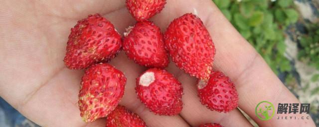 草莓籽为什么有的是黑的(草莓的籽为什么是黑色的)