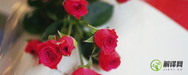 24朵玫瑰花的花语是什么(24朵红玫瑰的花语)