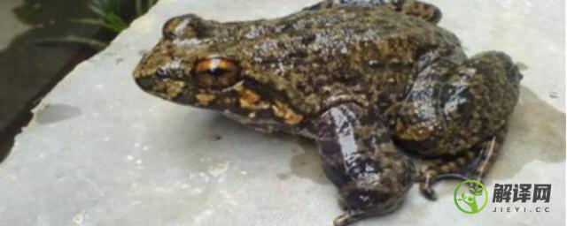 虎皮石蛙是国家保护动物吗(石蛙二级保护动物)