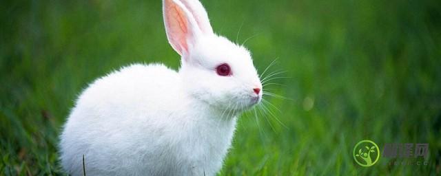 小白兔的眼睛像什么(小白兔的眼睛像什么呢)