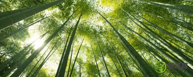 竹子属于哪类型植物(竹子是属于什么类植物)