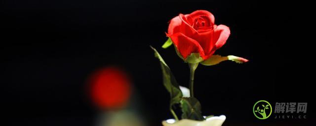 玫瑰身上的刺对玫瑰有什么作用