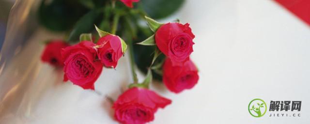 玫瑰花与玫瑰果有什么区别呢(什么是玫瑰果?)