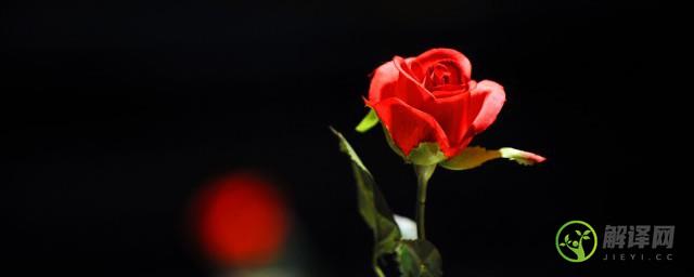 八支玫瑰花的花语是什么(9朵玫瑰花的花语)