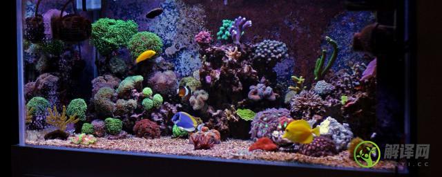 海里的珊瑚可以放到鱼缸里吗(海里的珊瑚石能放在在淡水鱼缸里吗)