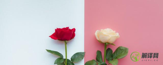 白玫瑰和粉玫瑰的花语分别是什么
