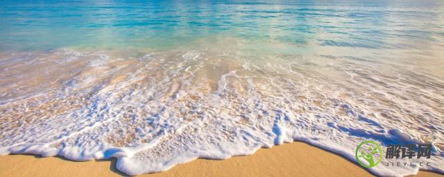 海星在沙滩上一般藏在哪里(小海星是在沙滩上还是在海水里)