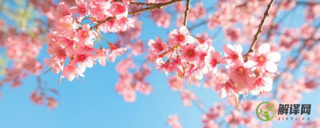 日本樱花盛开的月份时间是几月