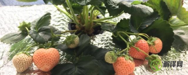 水培草莓的种植方法(水培草莓的种植方法消毒)