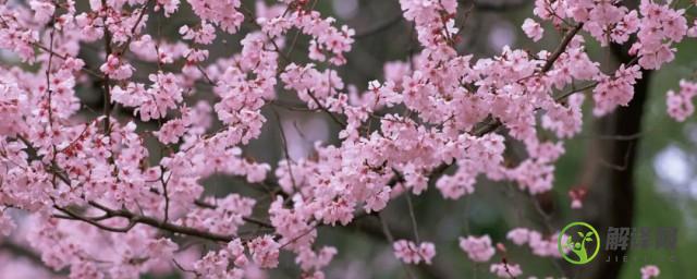 广州春天最早开花的花是什么花