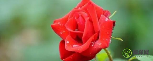 玫瑰花室内养殖方法和注意事项