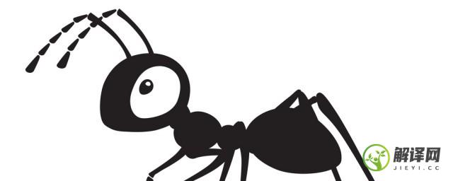 蚂蚁的寿命一般是多长时间(一般蚂蚁的寿命有多长)