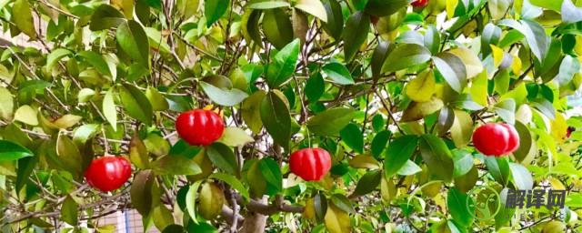 巴西红果树种植方法(巴西红果树苗)