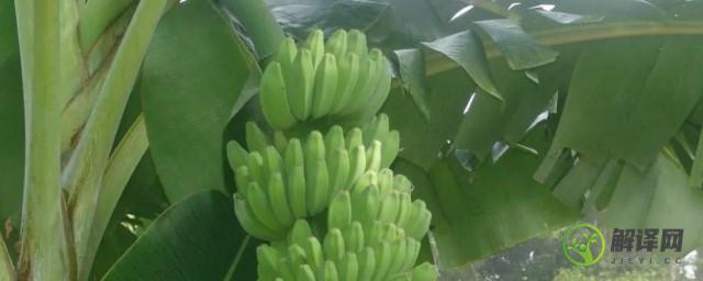 芭蕉树和香蕉树是同一种植物吗
