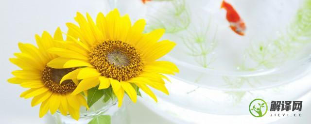 切花向日葵种植时间和方法(切花向日葵的养殖方法和注意事项)