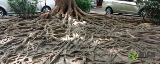 榕树的根属于什么根系(榕树根是什么根)