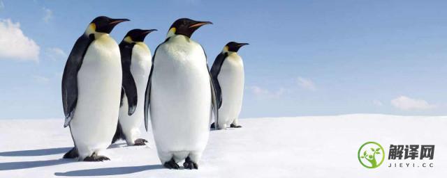 世界上体型最小的企鹅是什么(体型最大的企鹅是)