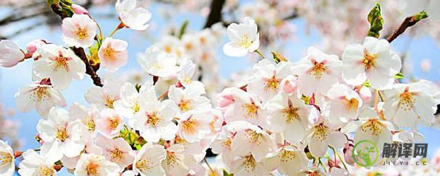 春天开白花的树(春天开白花的树叫什么名字)