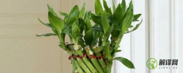 红运竹的养殖方法(红水竹怎么养)