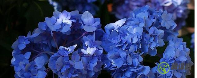 蓝色的花有哪些及花名(蓝色的花有哪些名称)