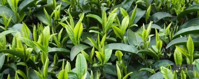 茶树的种类(茶树的种类跟茶叶的区分有关系吗)