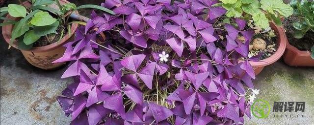 紫酱草的养殖方法(紫叶吊兰的养殖方法)