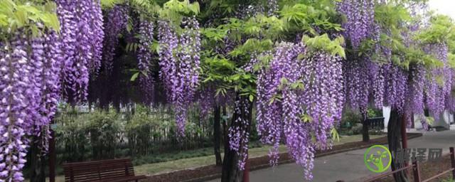 紫藤树养殖方法(紫藤树的种植方法)