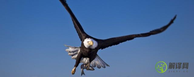为什么鹰能从高空发现地面的小猎物