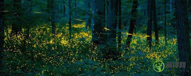 萤火虫同步发光的现象说明了什么