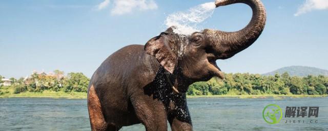 为什么泰国被称为大象之邦(大象和泰国有什么关系)