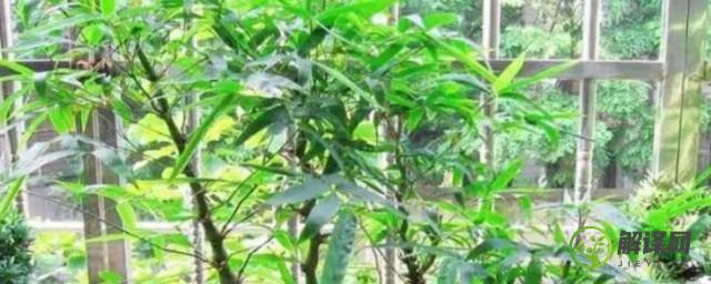 紫竹盆栽养殖方法(紫竹盆栽的养殖方法和注意事项)