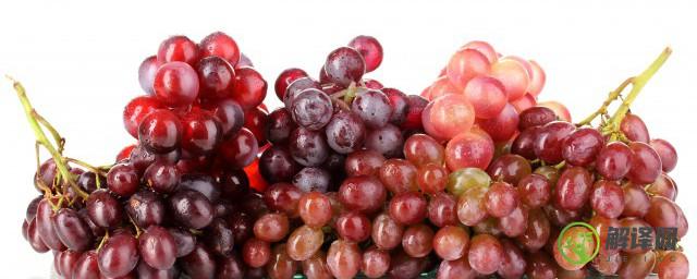 红提子葡萄可以酿葡萄酒吗(葡萄能和提子一起酿葡萄酒吗)