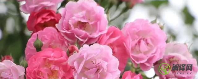 粉红色蔷薇的花语是什么(粉蔷薇 花语)