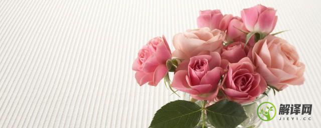 粉色玫瑰花的花语是什么啊(粉色玫瑰的花语?)