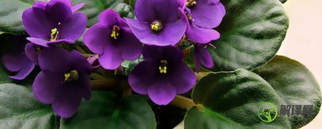 紫罗兰的花期是多久(紫罗兰开花时间多长)
