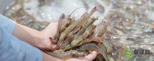 海虾的养殖方法(海虾养殖技术)