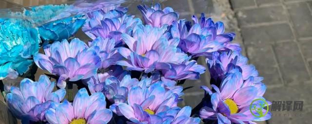 蓝紫色的雏菊花的花语是什么(紫粉色雏菊的花语)