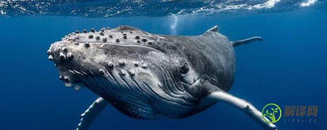 为什么鲸类有流眼泪的习性(鲸鱼有泪腺吗)