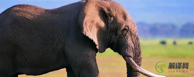 大象的祖先也有长鼻子吗(大象的长鼻子是什么来着)