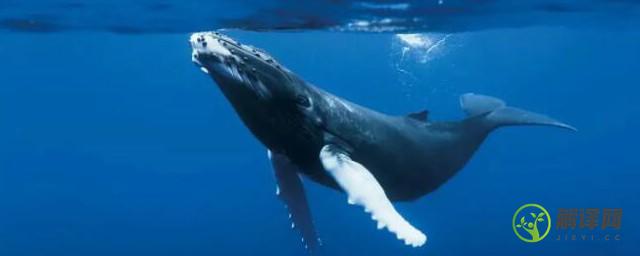 为什么鲸在海水中会喷出水柱(鲸鱼喷出水柱是因为鲸鱼在呼吸)